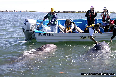 Whale Watching Tour (Seasonal) 3