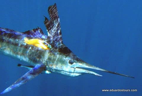 Viajes de Pesca Deportiva 4