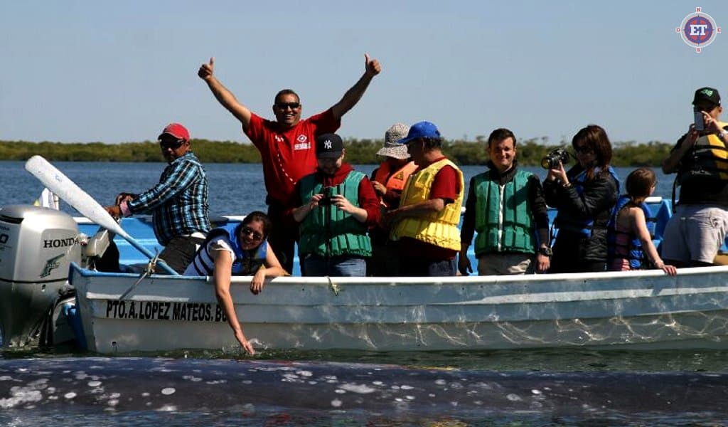 Whale Watching Tour (Seasonal)